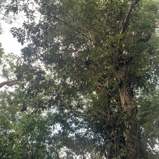 Engelhardia roxburghiana other