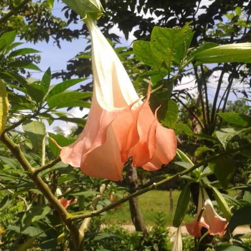 Brugmansia insignis other