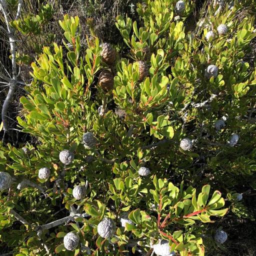 Leucadendron muirii other