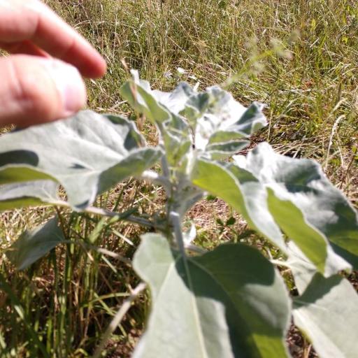 Helianthus argophyllus other