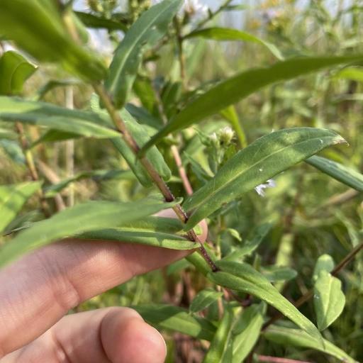Symphyotrichum firmum other