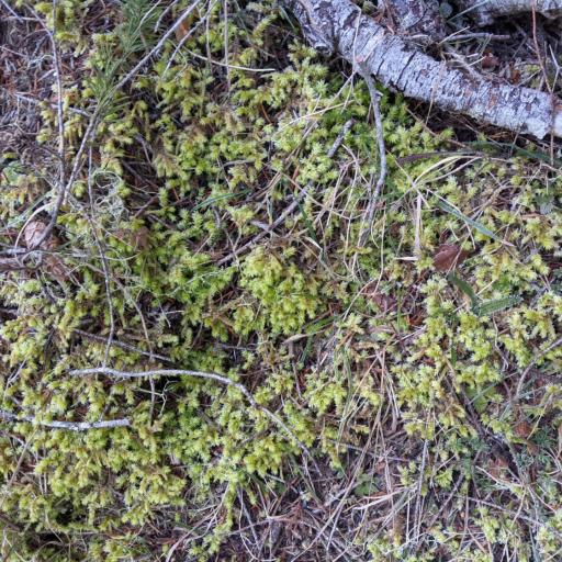 Hylocomiadelphus triquetrus — houseplant care guide