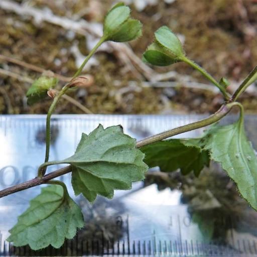 Veronica calycina — houseplant care guide