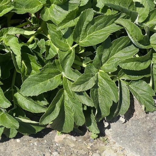 Angelica hendersonii — search result for 'Angelica'