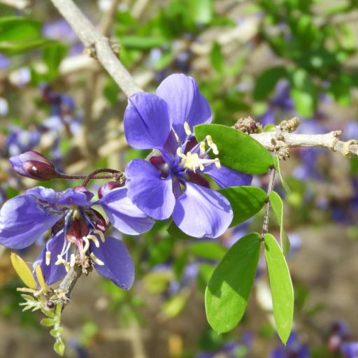 Guaiacum coulteri other