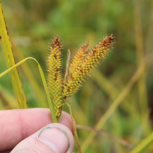 Carex maorica — houseplant care guide