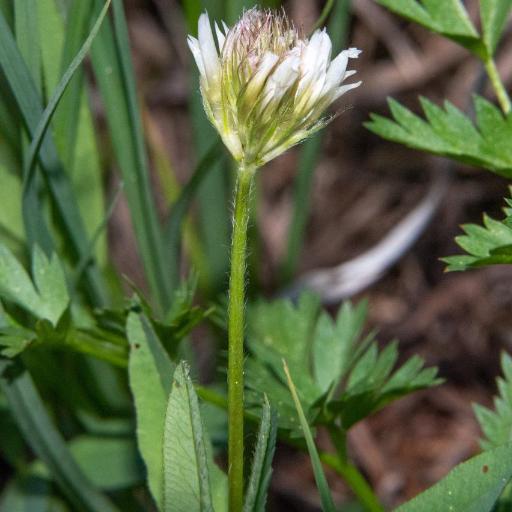 Trifolium longipes — houseplant care guide