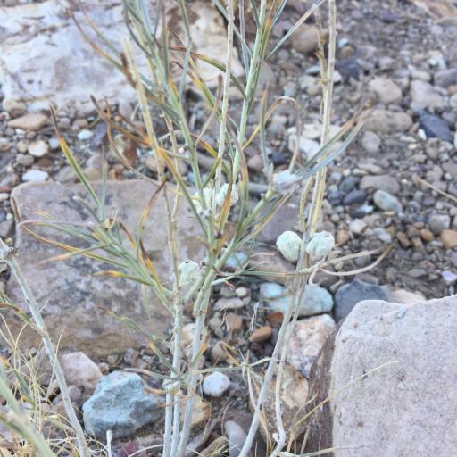 Thamnosma montana other