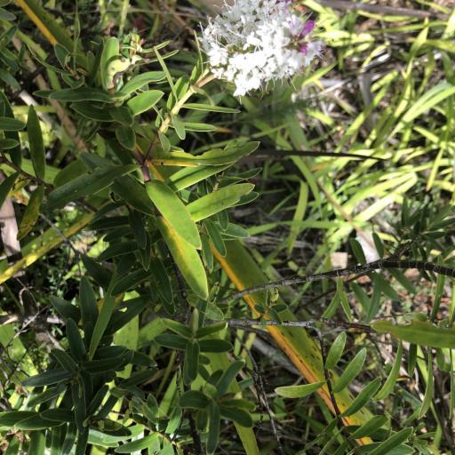 Veronica bishopiana other
