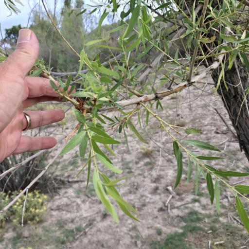 Salix gooddingii other