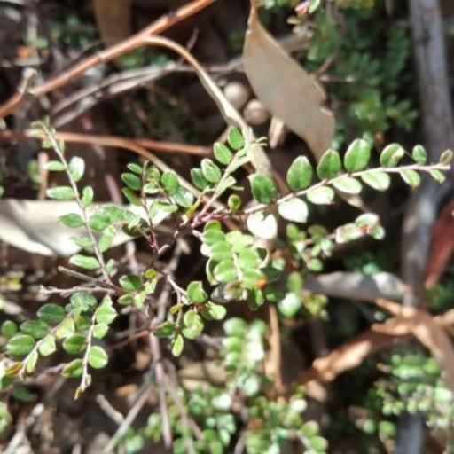 Bossiaea buxifolia other