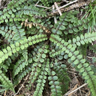 Blechnum fluviatile