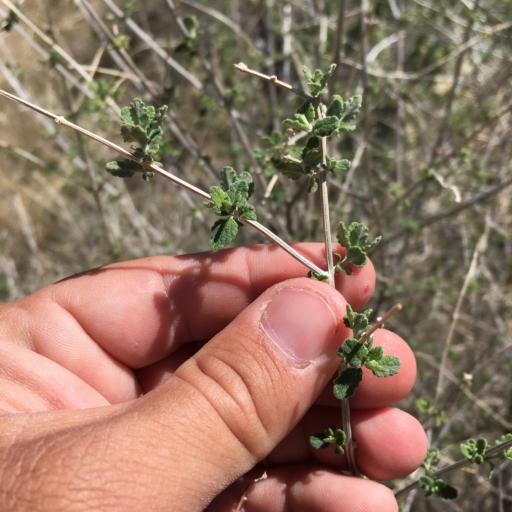 Aloysia wrightii — houseplant care guide