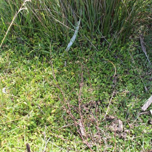 Leptinella dioica — related species from the same genus