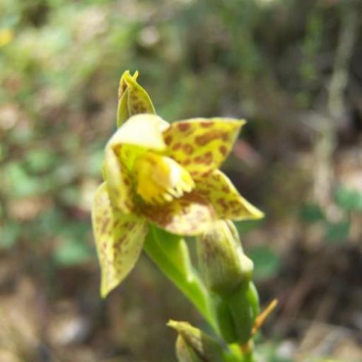 Thelymitra benthamiana — related species from the same genus