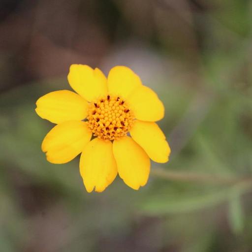 Dyssodia pinnata other