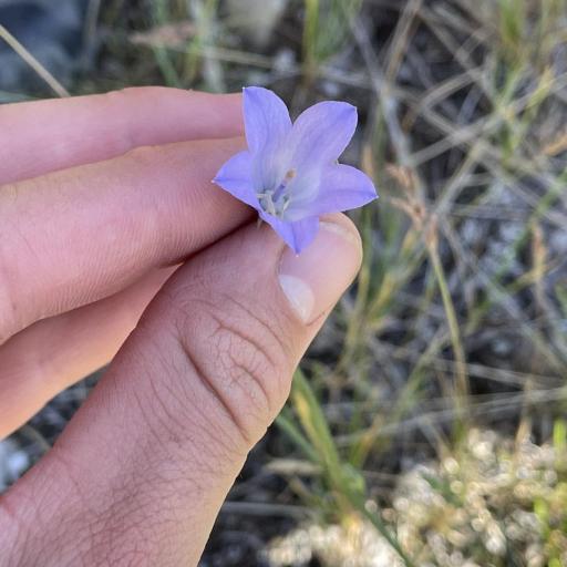 Campanula alaskana other