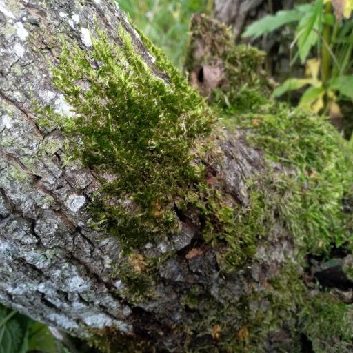 Pylaisia polyantha other