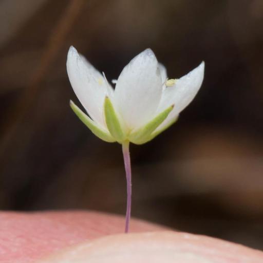 Sabulina californica other