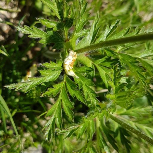 Pulsatilla alpina — search result for 'Croatia'