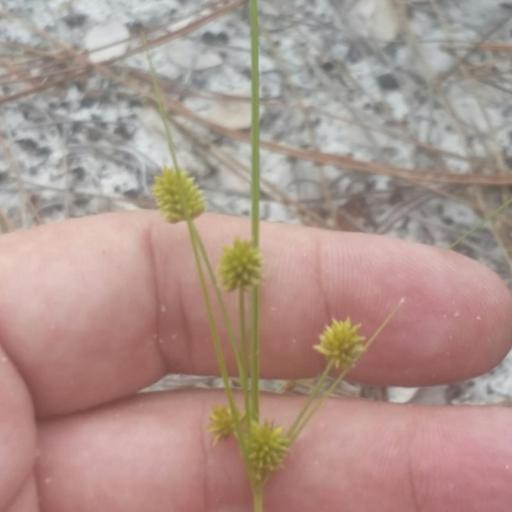 Cyperus retrorsus other