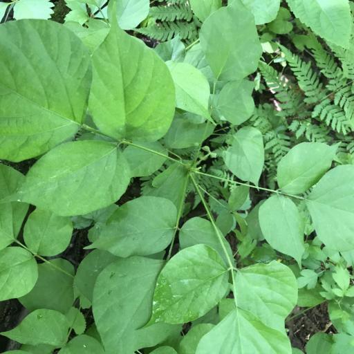 Hylodesmum glutinosum — related species from the same genus