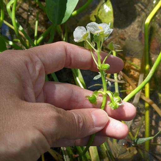 Sagittaria platyphylla other
