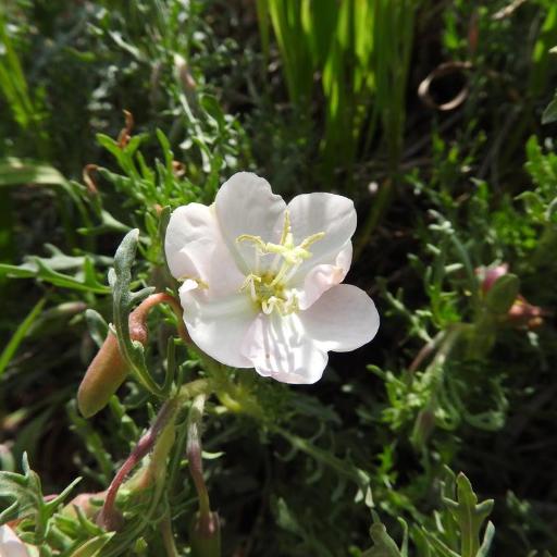 Oenothera coronopifolia — search result for 'Oenothera'