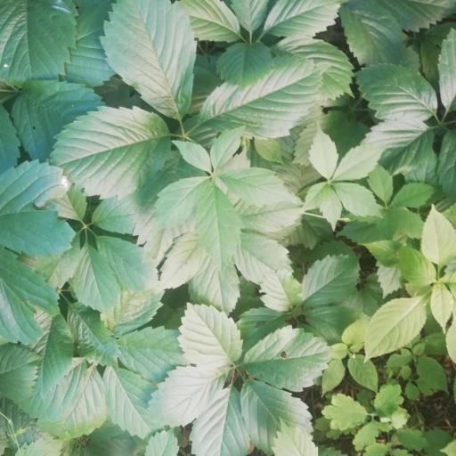 Parthenocissus vitacea other