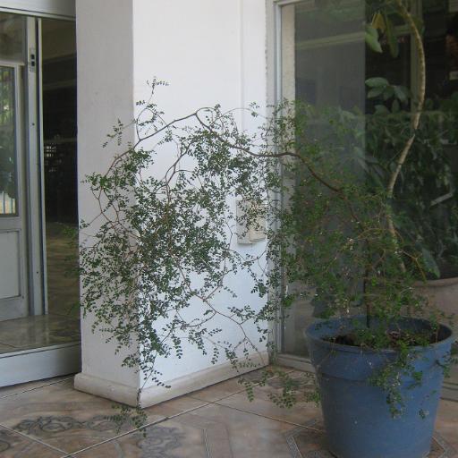 Sophora chrysophylla other