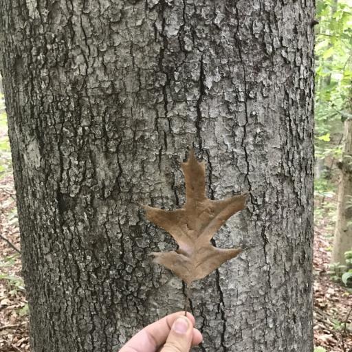 Quercus pagoda other