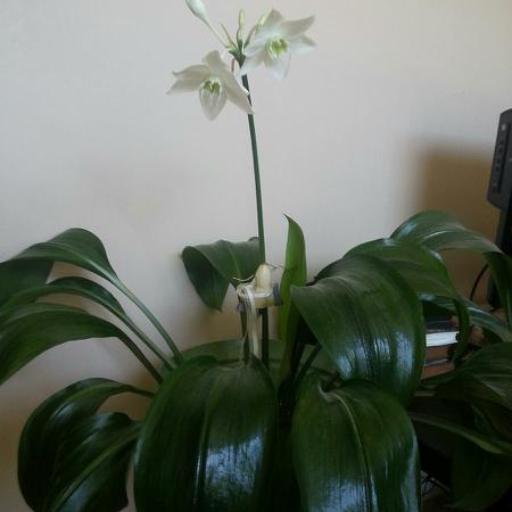 Urceolina × grandiflora — search result for 'Amaryllidaceae'