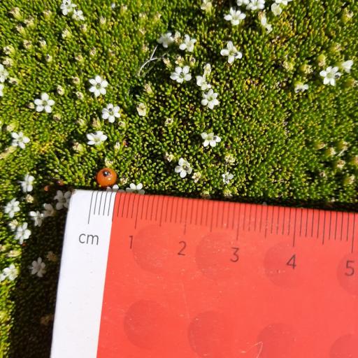 Phyllachne colensoi other