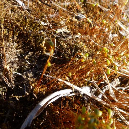 Funaria hygrometrica other