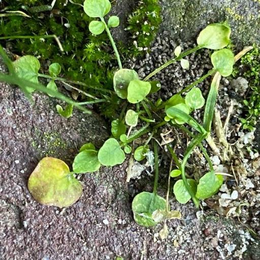 Cardamine corymbosa other