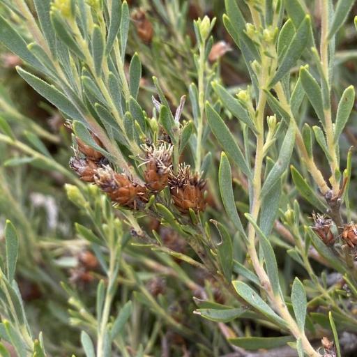 Leucadendron rubrum other