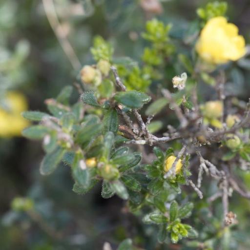Hibbertia sericea other