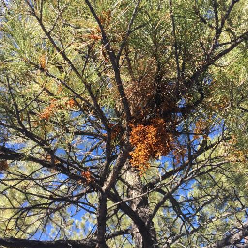 Arceuthobium vaginatum — search result for 'Arceuthobium'