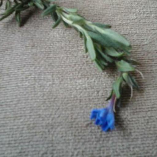 Aegonychon purpurocaeruleum other