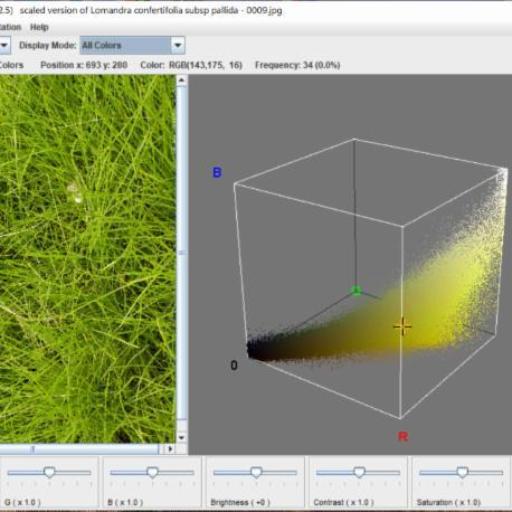 Lomandra confertifolia other