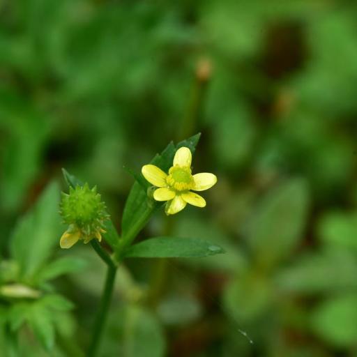 Ranunculus cantoniensis other