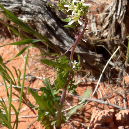 Streptanthus lasiophyllus other