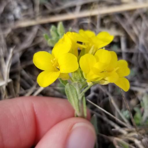 Physaria gracilis other