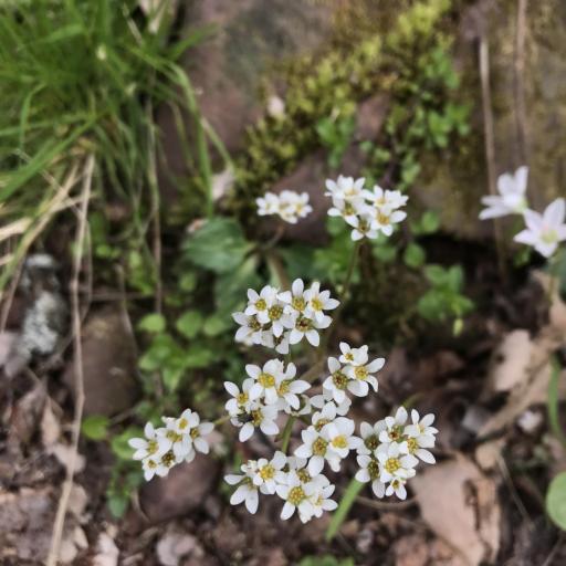Micranthes virginiensis — search result for 'Eastern and central North America'