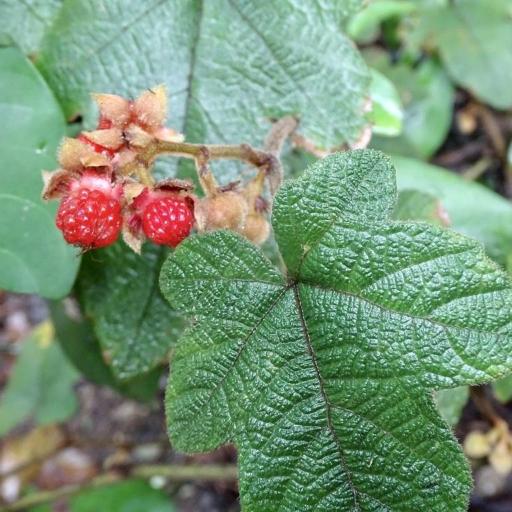 Rubus reflexus other
