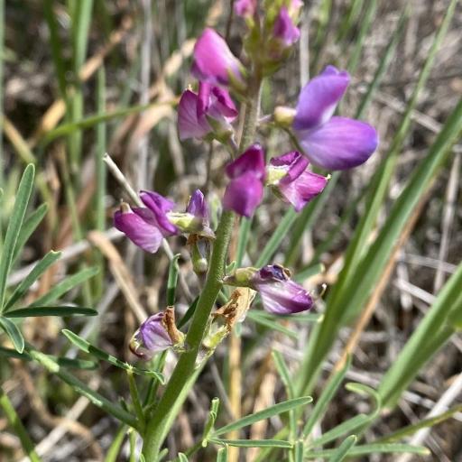 Lupinus truncatus other