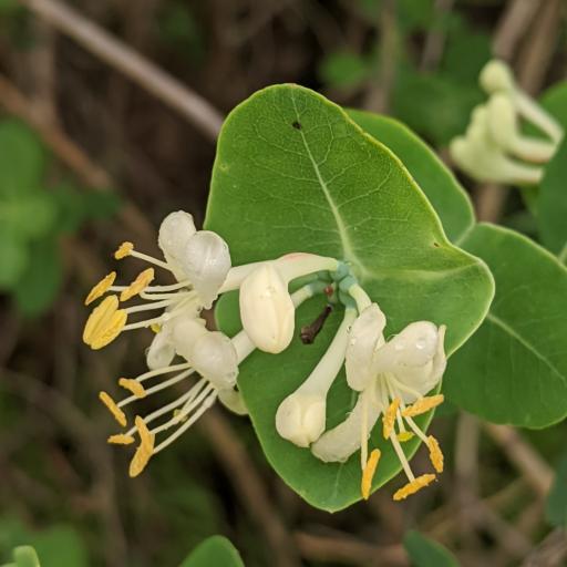 Lonicera albiflora other