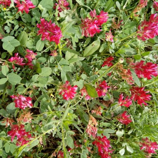 Sulla coronaria — search result for 'Algeria'