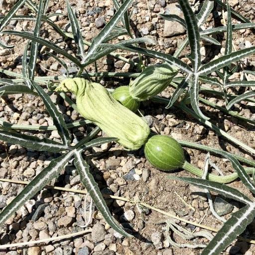 Cucurbita digitata other