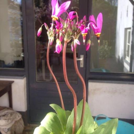 Primula meadia other